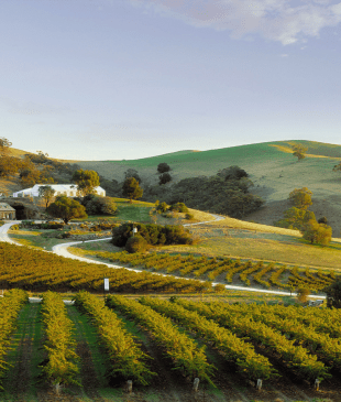 <p><i>30 wineries you need to visit</i> in the <strong>Barossa Valley</strong></p>
