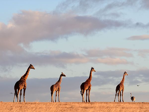 Monarto Safari Park giraffes