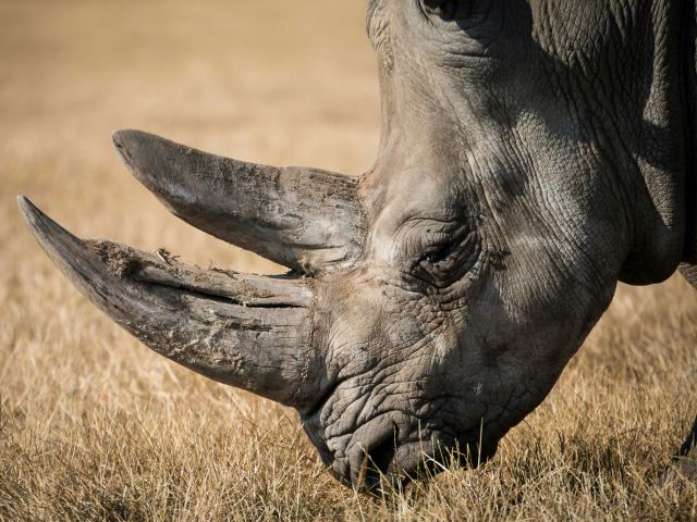 male rhino grazing