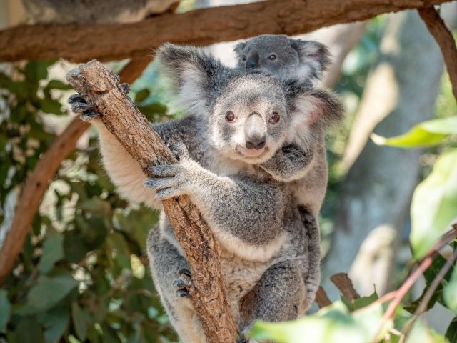 koalas hugging at the Lone Pine Koala Sanctuary
