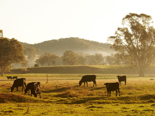 cows in paddock