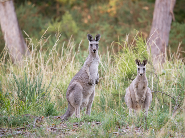 Kangaroos in Woowookarung Regional Park in Ballarat, Victoria