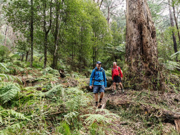 Hikers in Victoria's Dandenong Ranges National Park