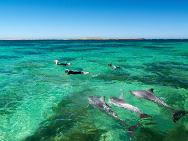 dolphins swimming in Baird Bay, Eyre Peninsula