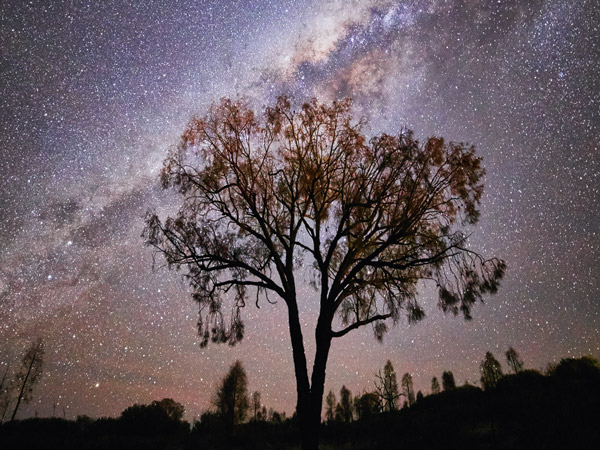 Milky Way over the trees, Uluru