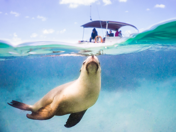 a sea lion swimming at sea with a boat behind it