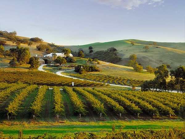 Bethany Wines in Tandunda Barossa Valley