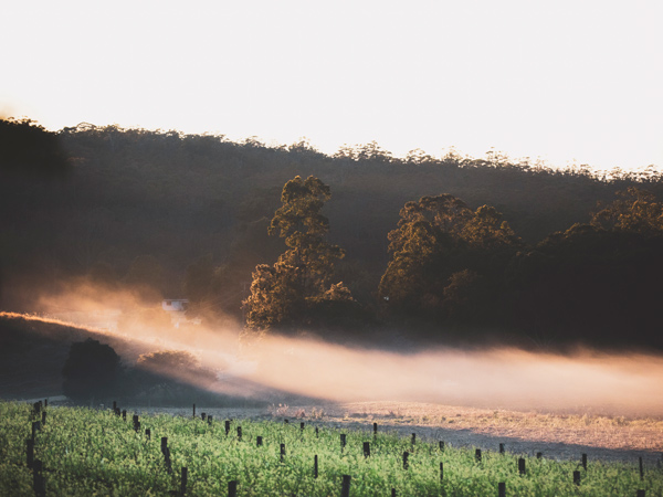 morning mist at Bago Vineyards