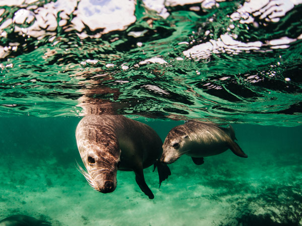sea lions swimming in Baird Bay, Eyre Peninsula, SA