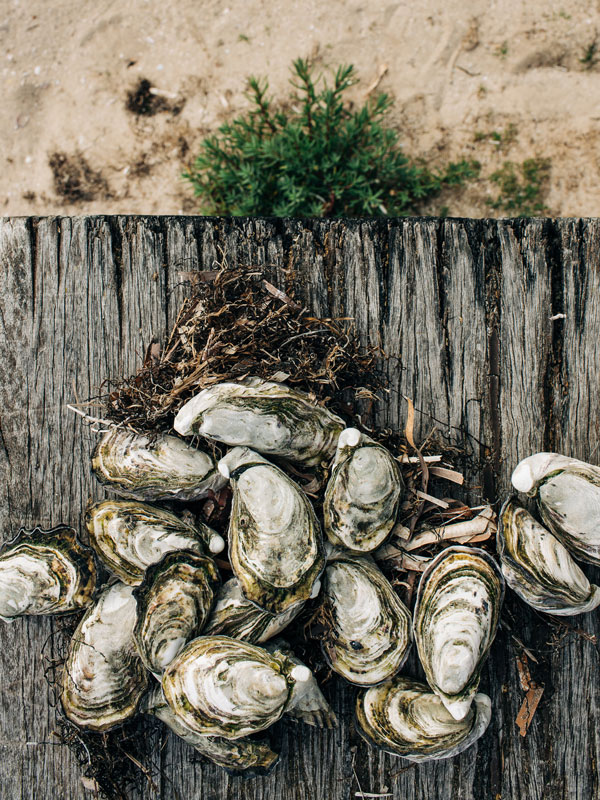 Streaky Bay oysters, Baird Bay Experience