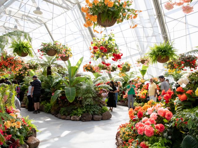 Begonia Festival in Ballarat, Vic