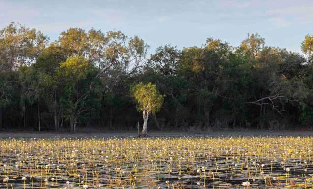 the Blackwater Lagoon covered in lilies