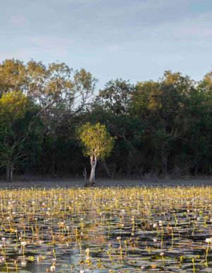 the Blackwater Lagoon covered in lilies
