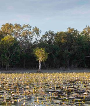 <p><strong>Queensland</strong> national park is <i>a croc-spotter’s dream</i></p>

