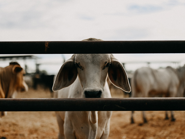 the cattle station at Bullo