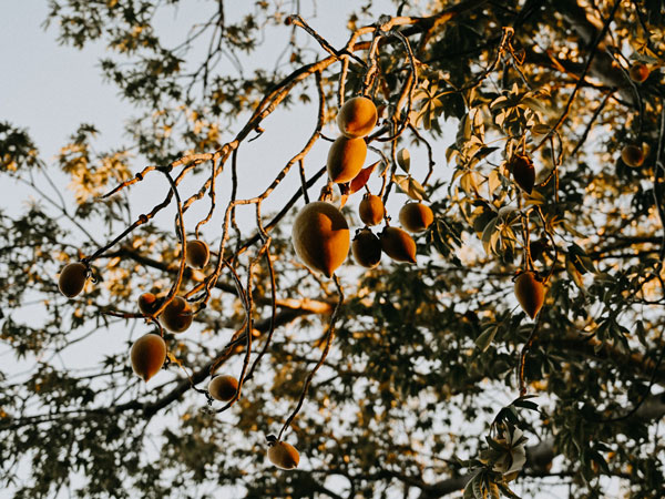 fruits hanging from the boab tree in Bullo