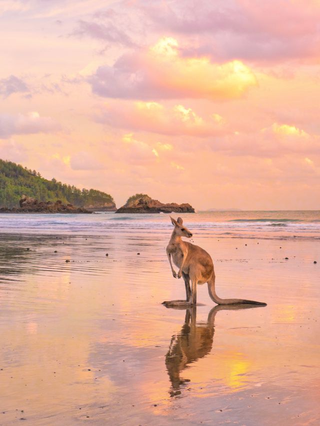 Kangaroo on Cape Hillsborough at Sunrise 