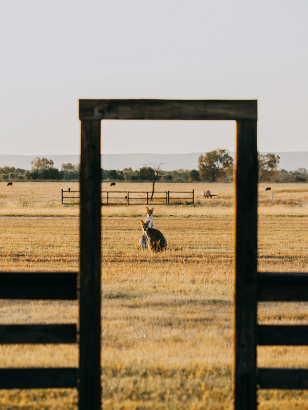 wallabies grazing in the fields at Bullo River Station