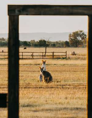 Two kangaroos look at the camera at Bullo River Station