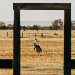 Two kangaroos look at the camera at Bullo River Station