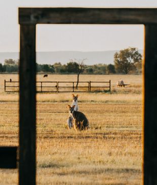 <p><i>Getting to the heart</i> of an outback stay at <strong>Bullo River Station</strong></p>
