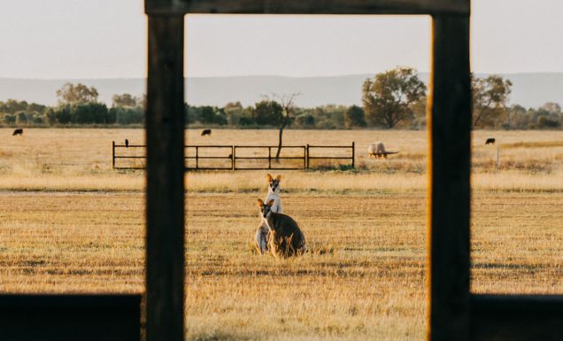Two kangaroos look at the camera at Bullo River Station