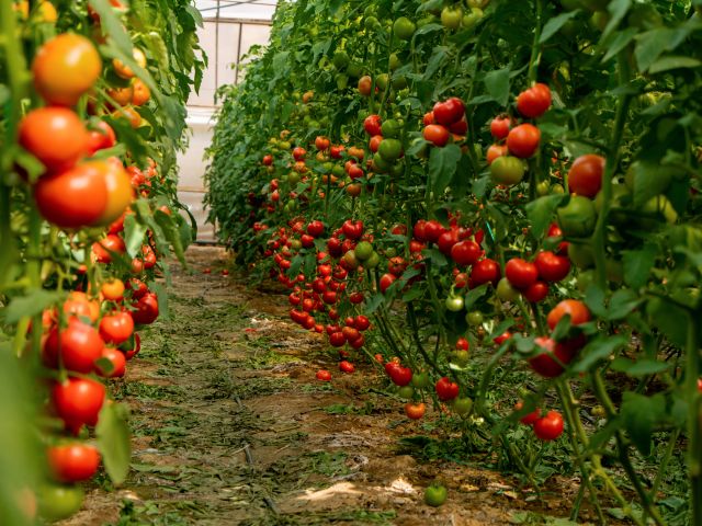 Tomato crop