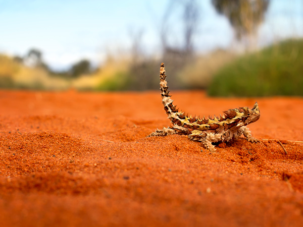 a devil lizard on the rust-coloured ground