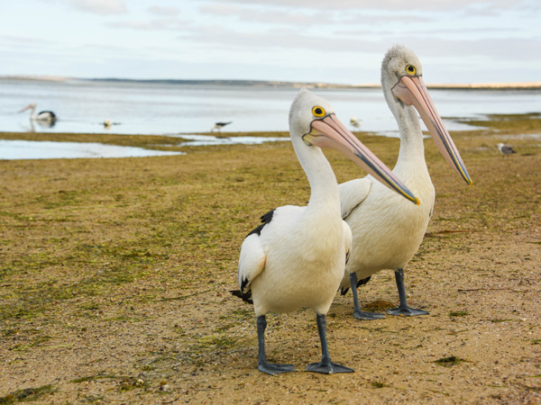 pelicans on the Eyre Peninsula