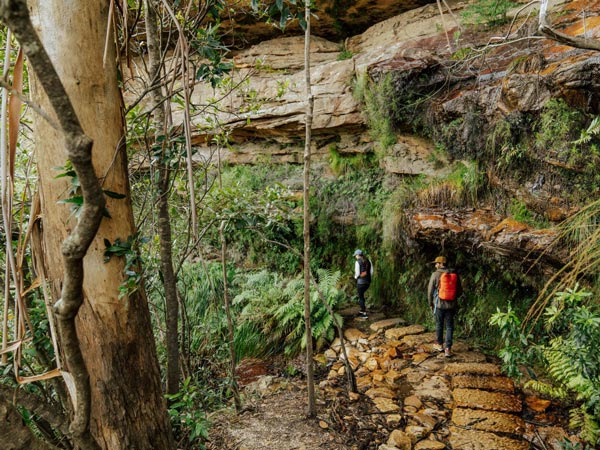 The Grand Cliff Top Walk Undercliff Track in the Blue Mountains