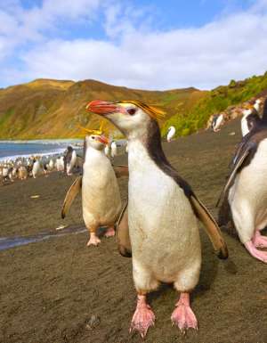 Macquarie Island
