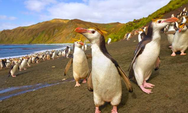 Macquarie Island