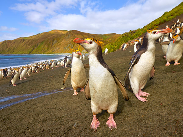 Macquarie Island