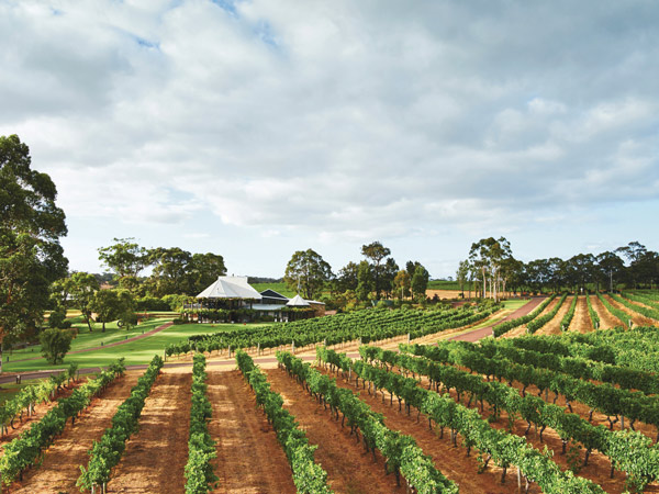 Margaret River vineyard