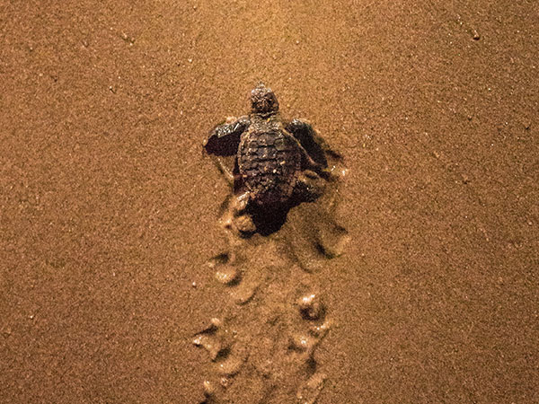 a hatching turtle scuttle towards the ocean Mon Repos Turtle Centre