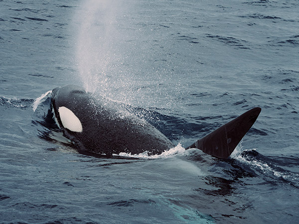 orca on Naturaliste Charters in Bremer Bay