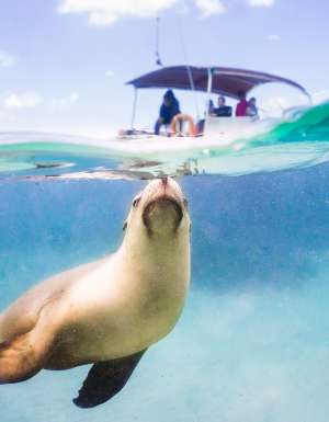 a sea lion swimming with a boat behind it