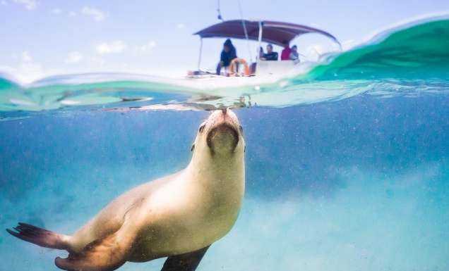 a sea lion swimming with a boat behind it