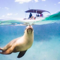 a sea lion swimming with a boat behind it