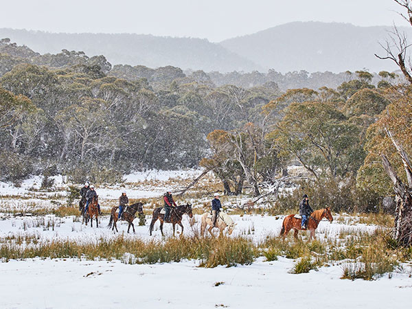 a tour group with Thredbo Valley Horse Riding in the snow