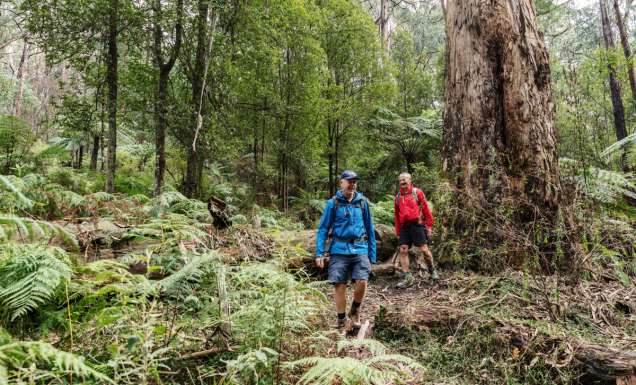 Parks Victoria reveals 3 new wellness trails for the ultimate reset