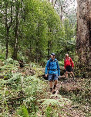 Parks Victoria reveals 3 new wellness trails for the ultimate reset