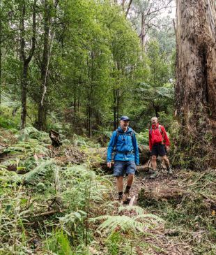 <p><strong>Parks Victoria</strong> <i>reveals 3 new wellness trails</i> for the ultimate reset</p>
