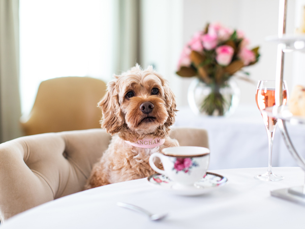 a Doggy Afternoon Tea at The Langham, Sydney
