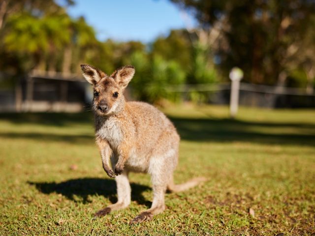a wallaby in Symbio Wildlife Park, Helensburgh