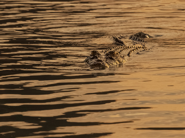 a saltwater crocodile lurking in the water