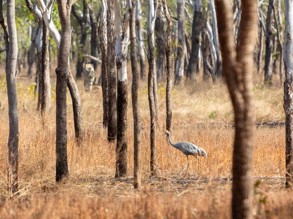 the Brolga waterbird