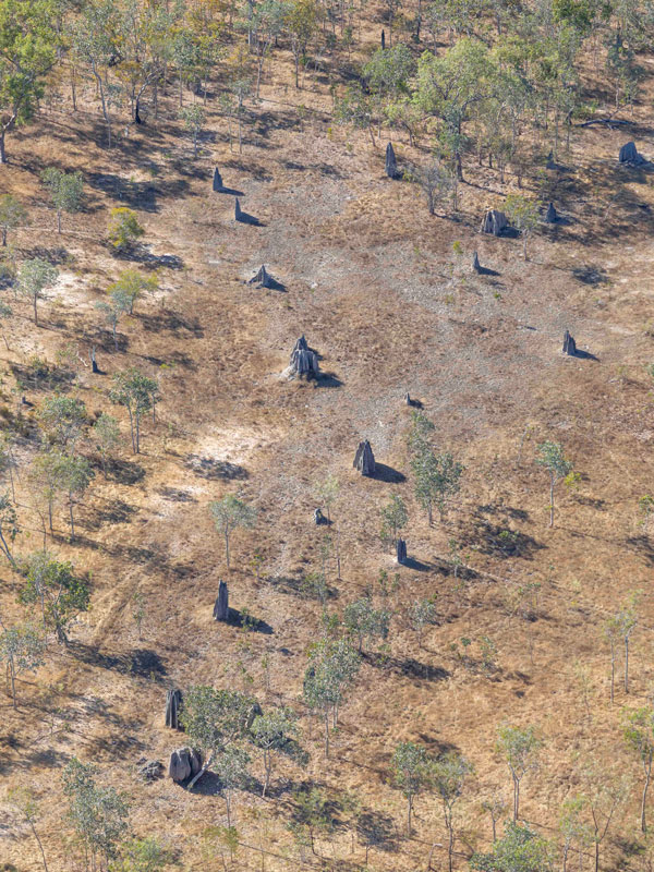 the termite mounds in Rinyirru National Park