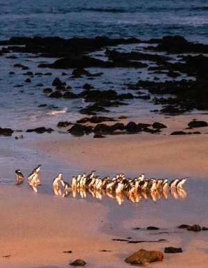 Little Penguins on the beach at Phillip Island