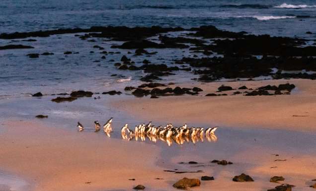 Little Penguins on the beach at Phillip Island
